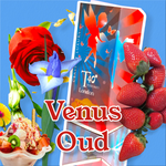 Venus Oud pure 100ml